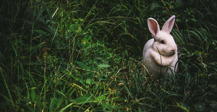 Rabbit by Victor Larracuente